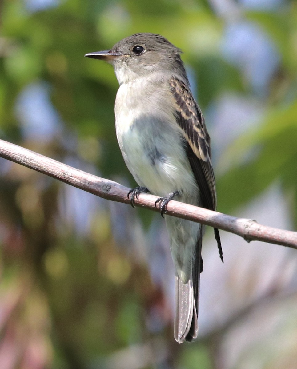 Eastern Wood-Pewee - ML641393942