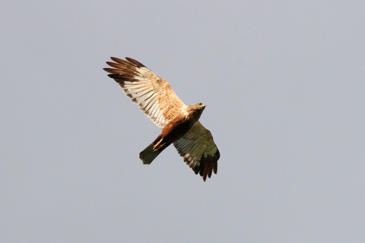 Western Marsh Harrier - ML641393944