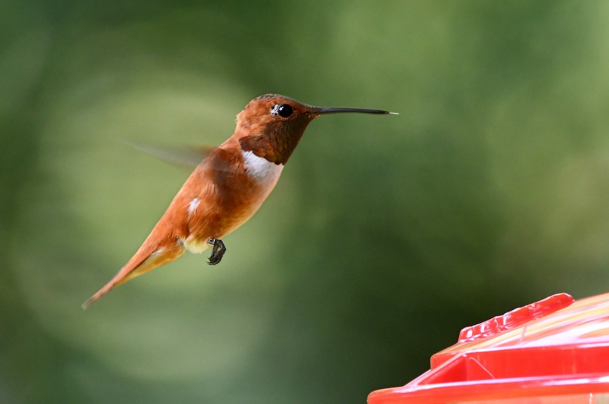 Rufous Hummingbird - ML641393958