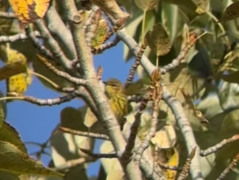 Cape May Warbler - ML641393960