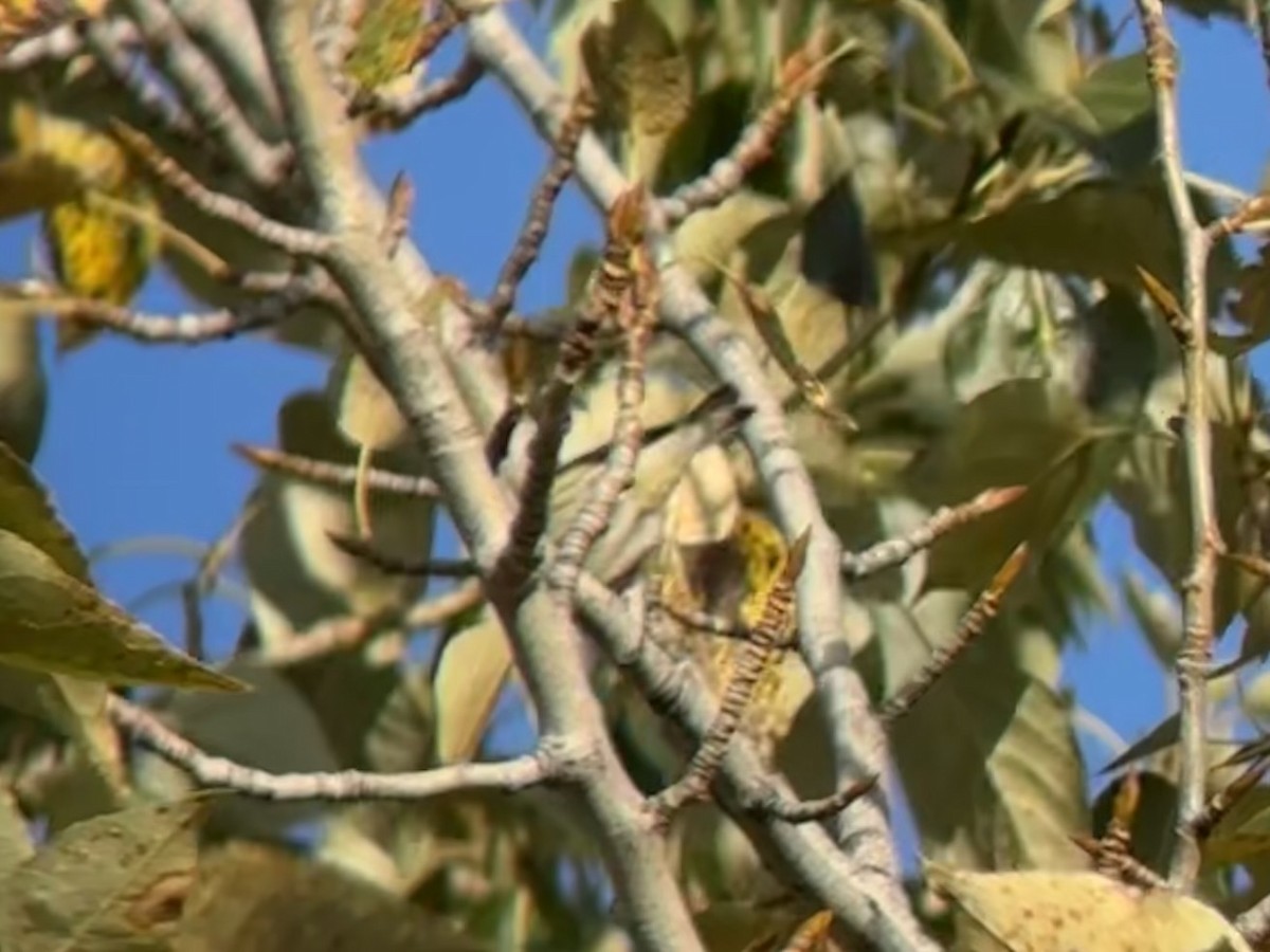 Cape May Warbler - ML641393961