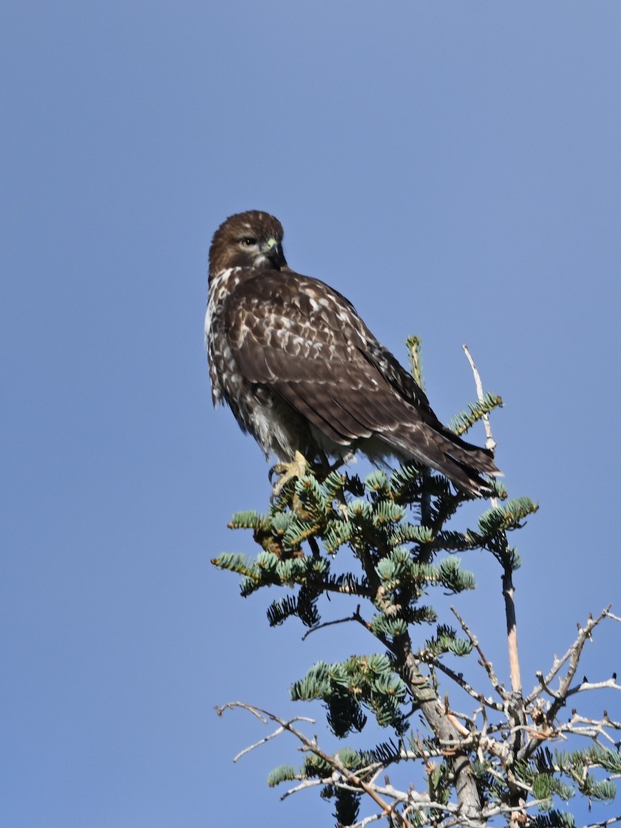 Red-tailed Hawk - ML641393966