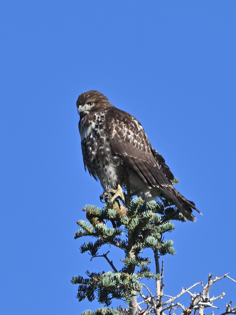 Red-tailed Hawk - ML641393967