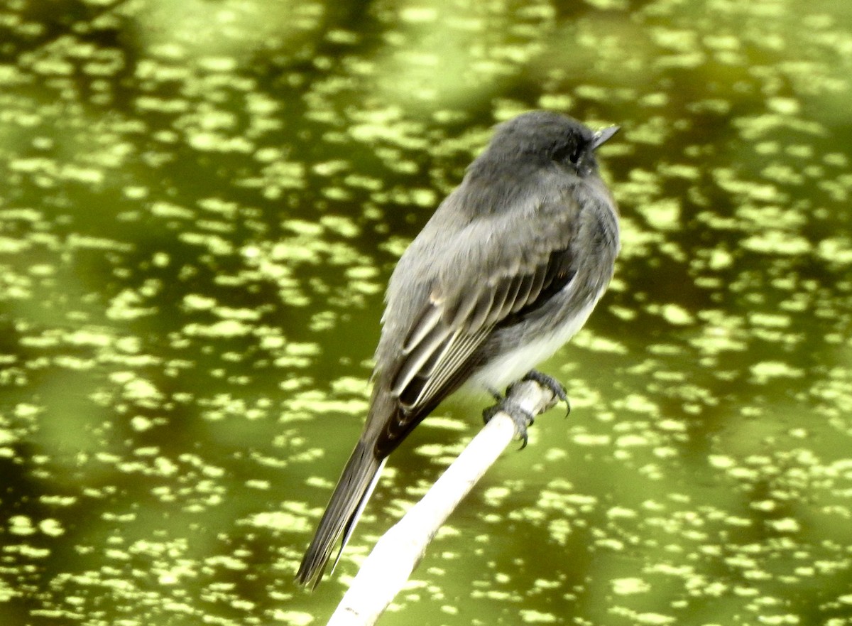 Black Phoebe - ML641393973