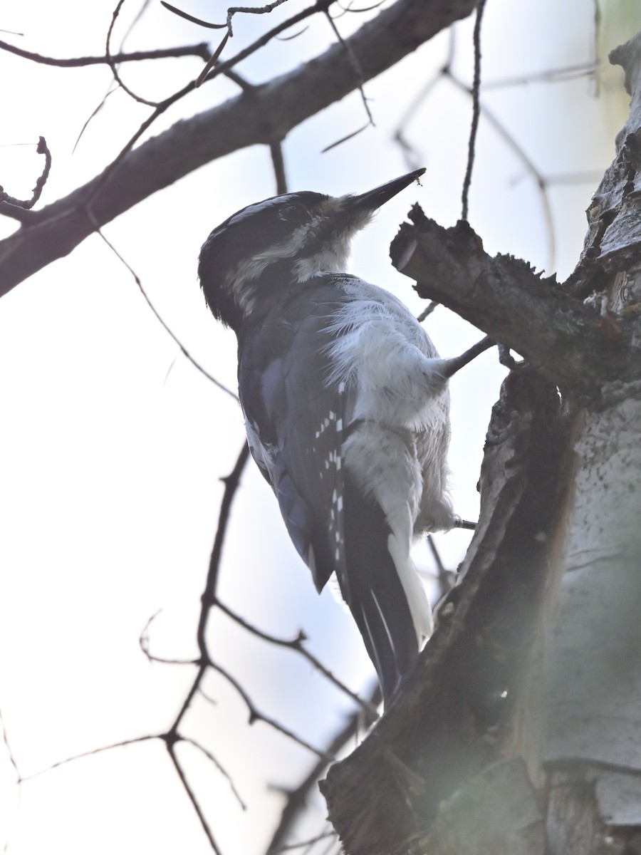 Hairy Woodpecker - ML641393975