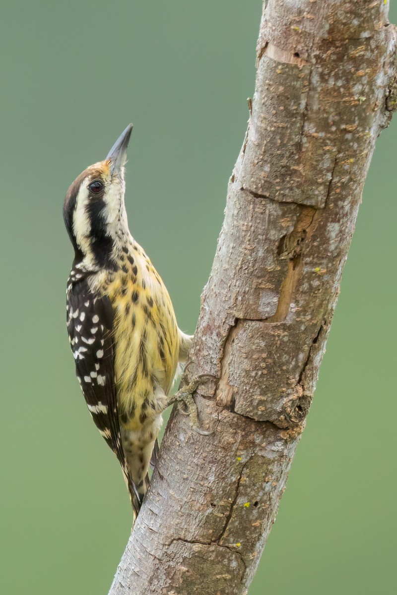 Philippine Pygmy Woodpecker - ML641393987