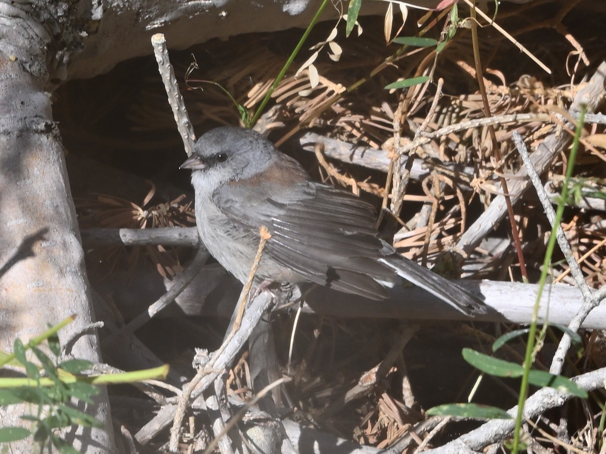Dark-eyed Junco (Gray-headed) - ML641393989