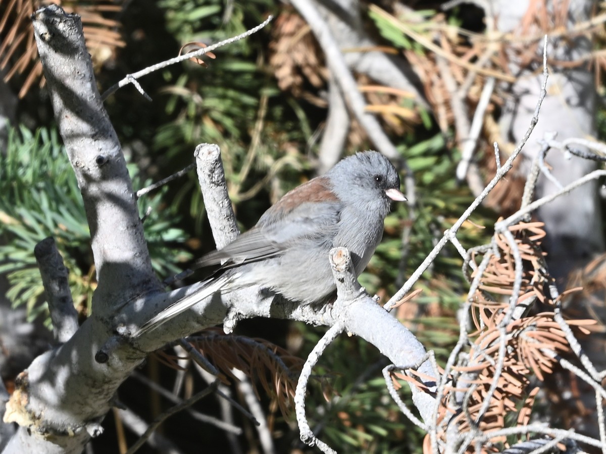 Dark-eyed Junco (Gray-headed) - ML641393991