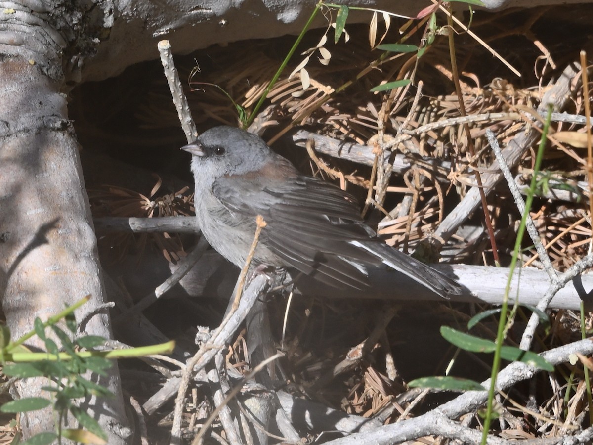 Dark-eyed Junco (Gray-headed) - ML641393992