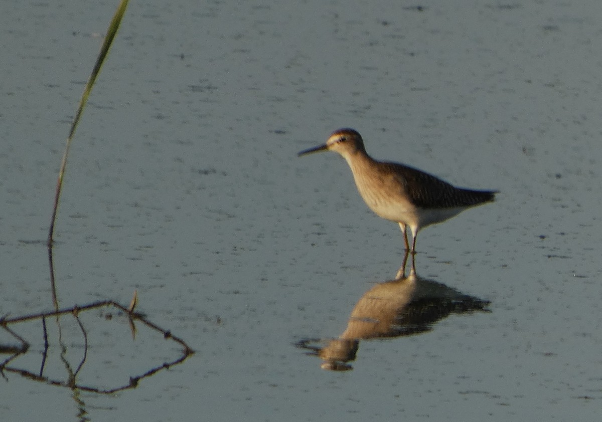 Wood Sandpiper - ML641393993