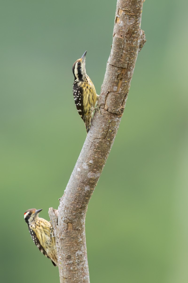 Philippine Pygmy Woodpecker - ML641393998
