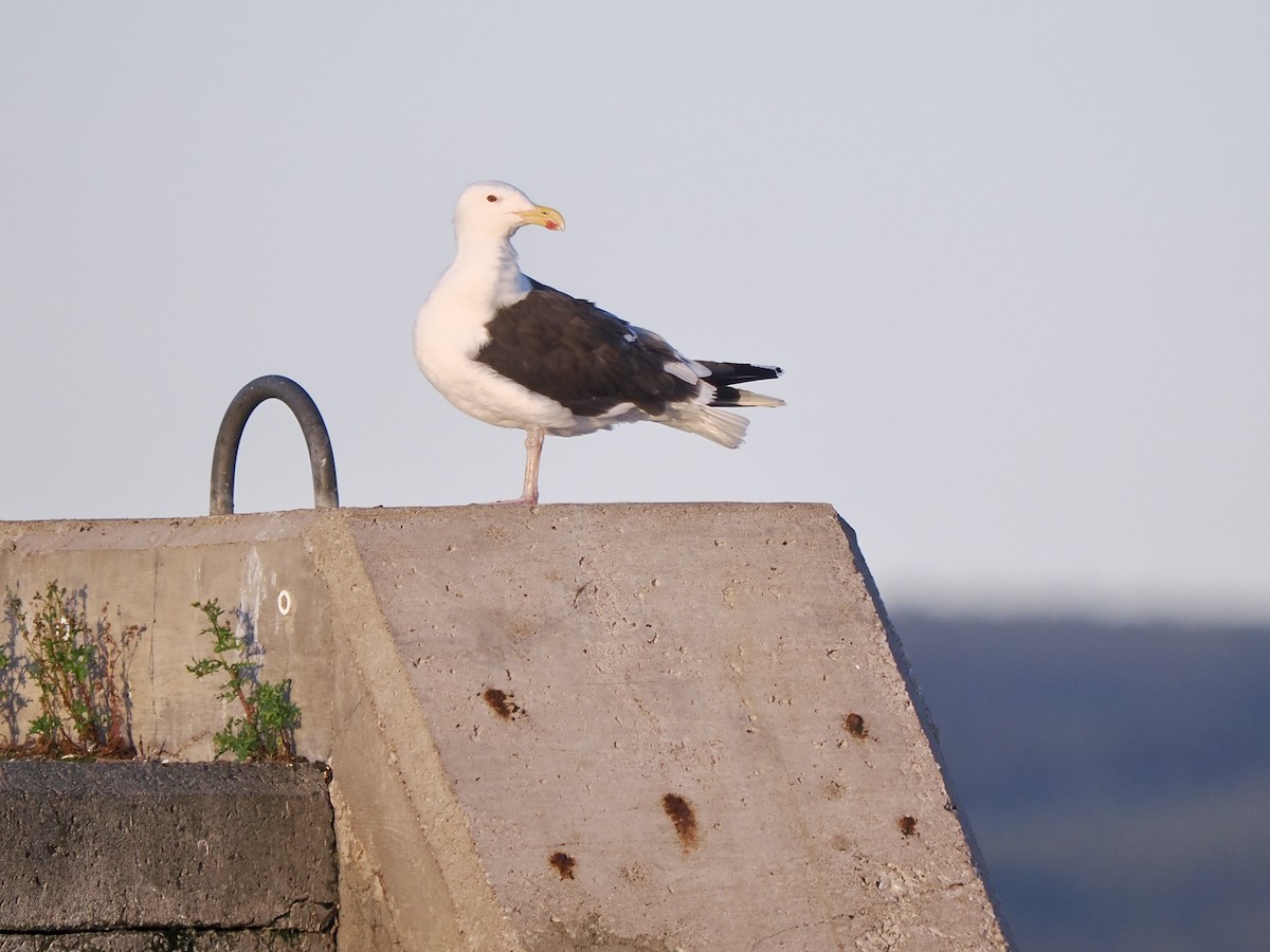 Great Black-backed Gull - ML641394022