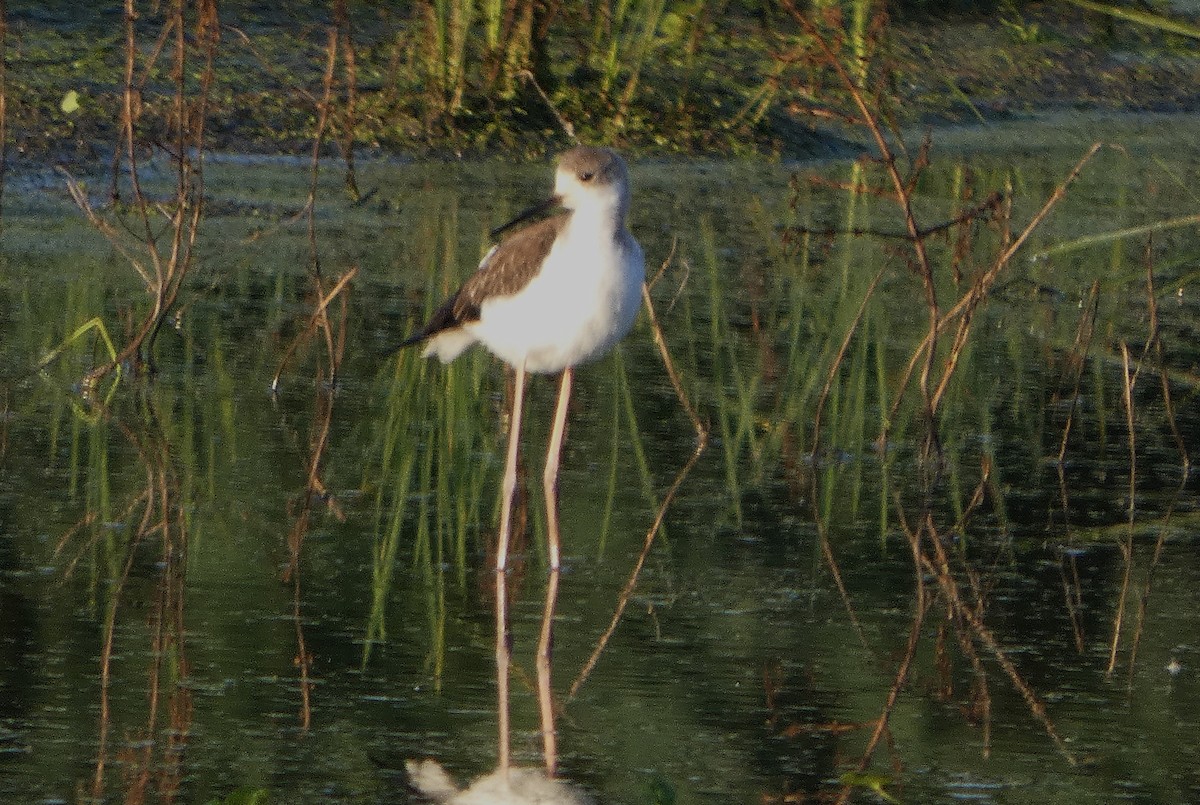 Black-winged Stilt - ML641394027