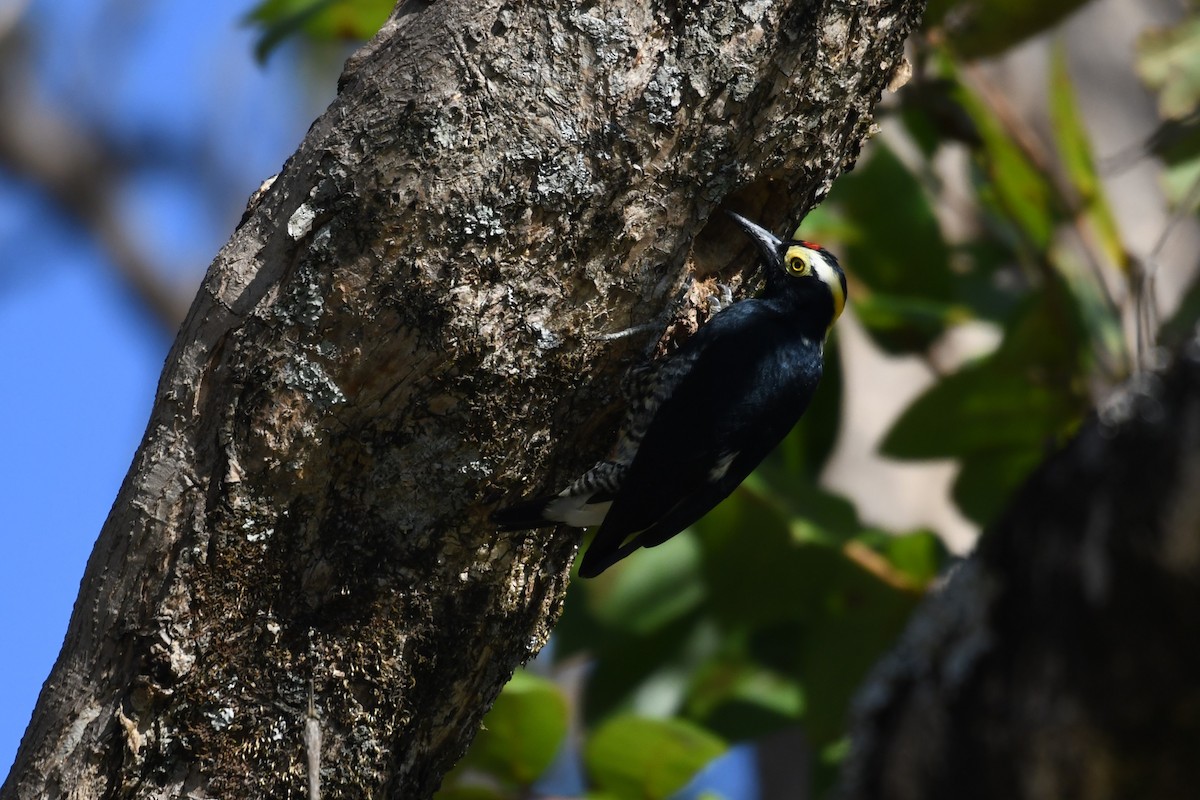 Yellow-tufted Woodpecker - ML641394030