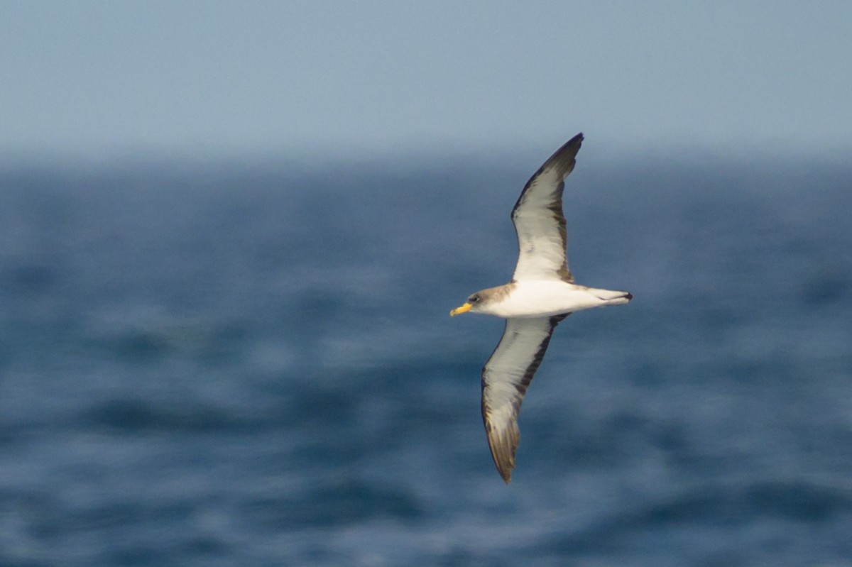 buřňák atlantský - ML641394031