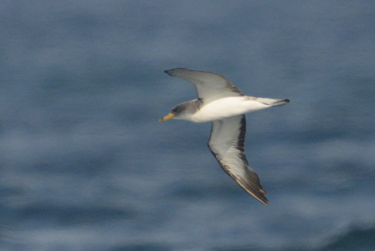 buřňák atlantský - ML641394032