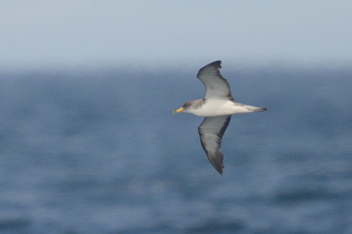 buřňák atlantský - ML641394033