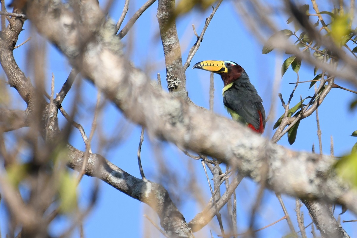 Lettered Aracari - ML641394041