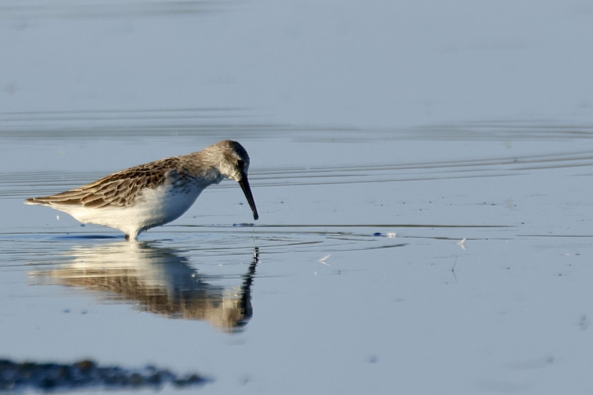 Bergstrandläufer - ML641394077