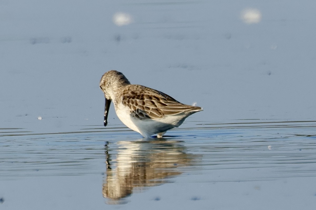 Bergstrandläufer - ML641394078