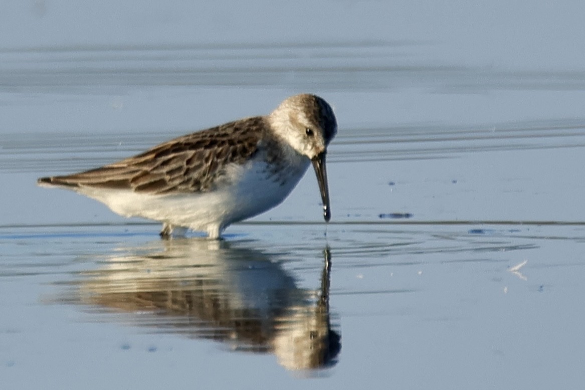 Bergstrandläufer - ML641394079