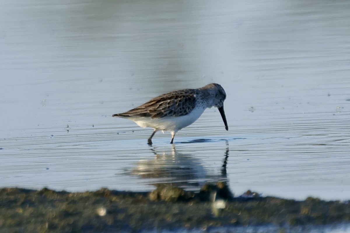 Bergstrandläufer - ML641394080