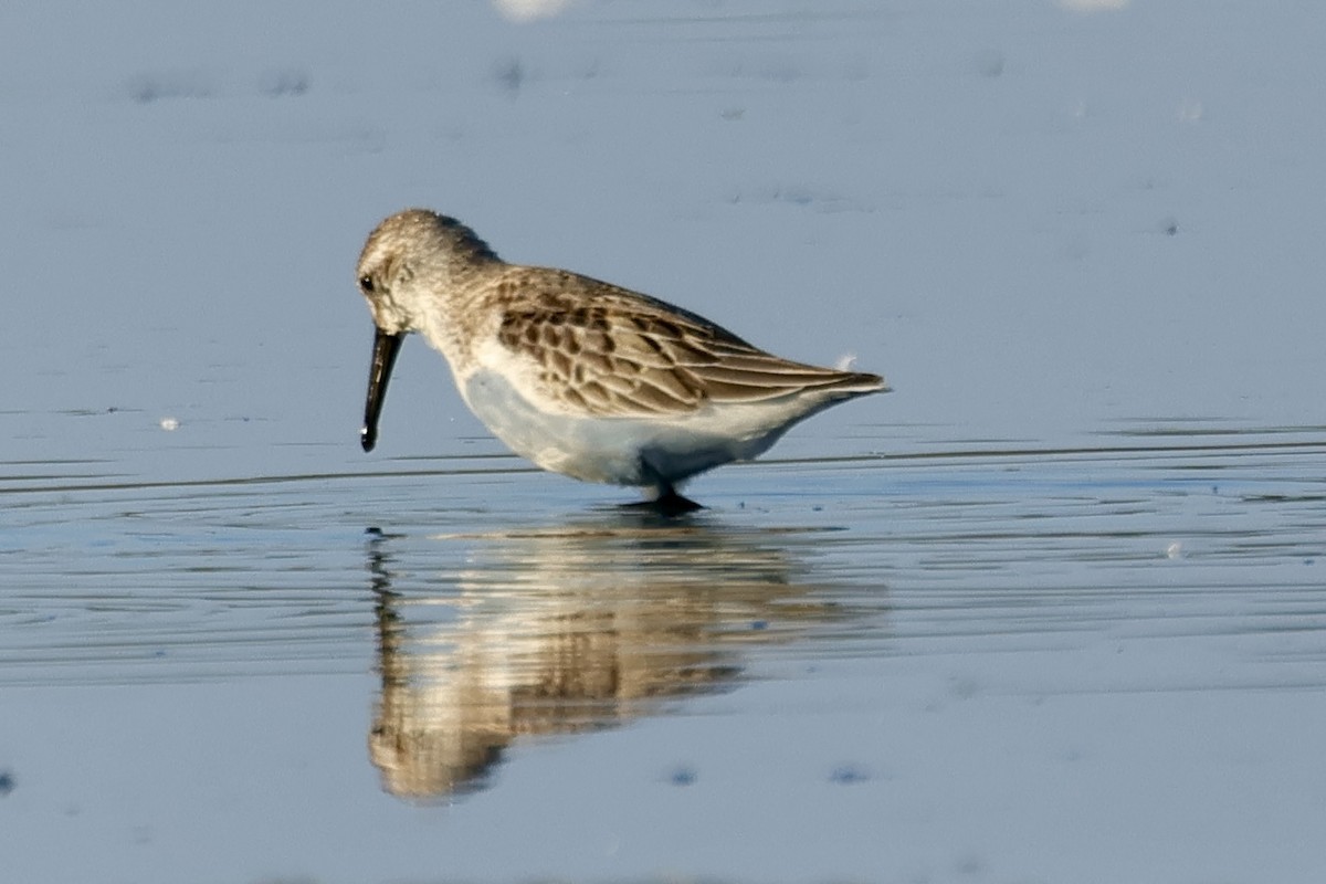 Bergstrandläufer - ML641394081