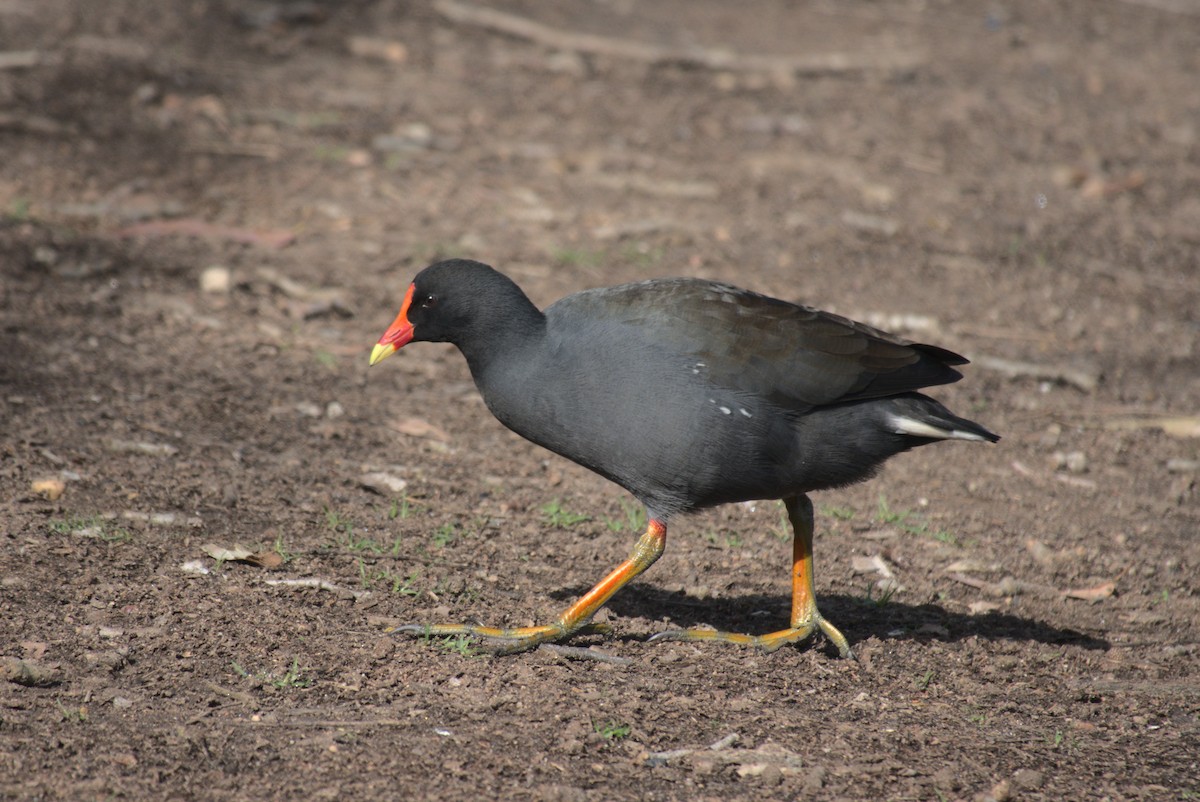 Dusky Moorhen - ML641394092
