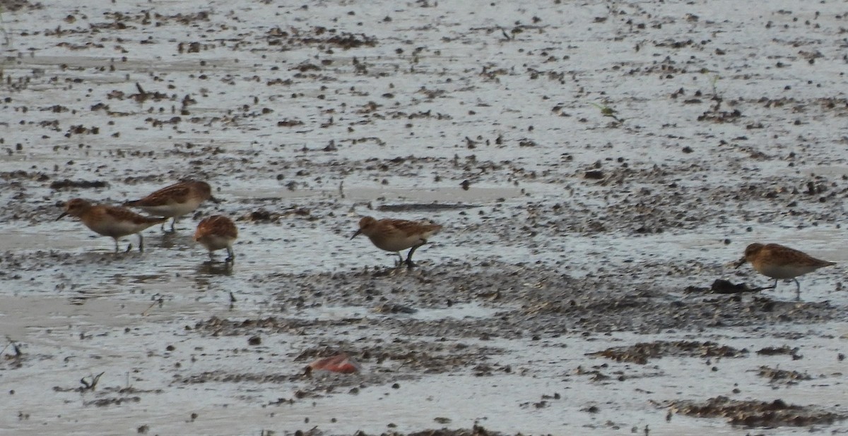 Least Sandpiper - ML641394096