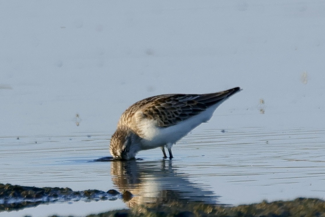 Bergstrandläufer - ML641394097