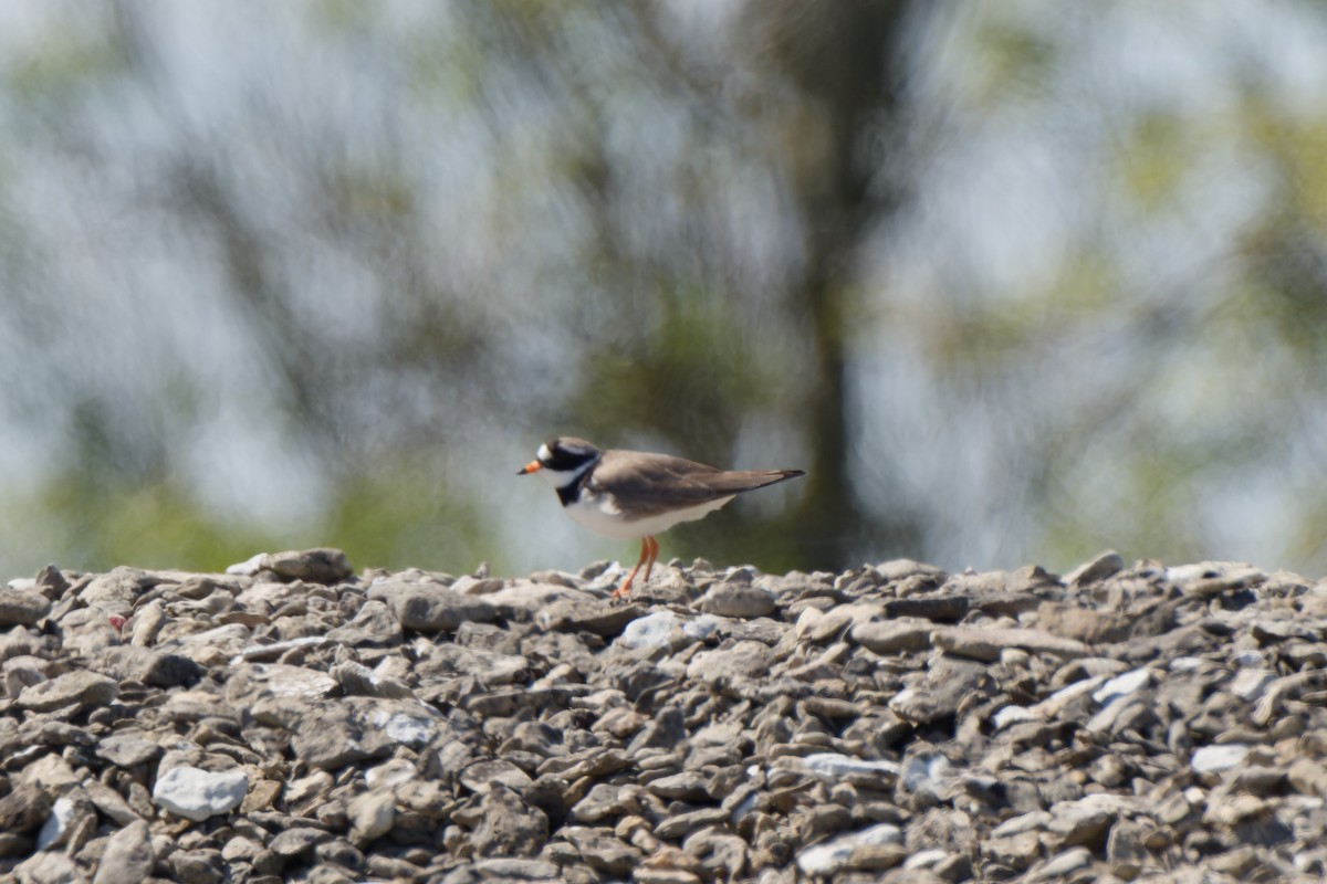 Common Ringed Plover - ML641394113