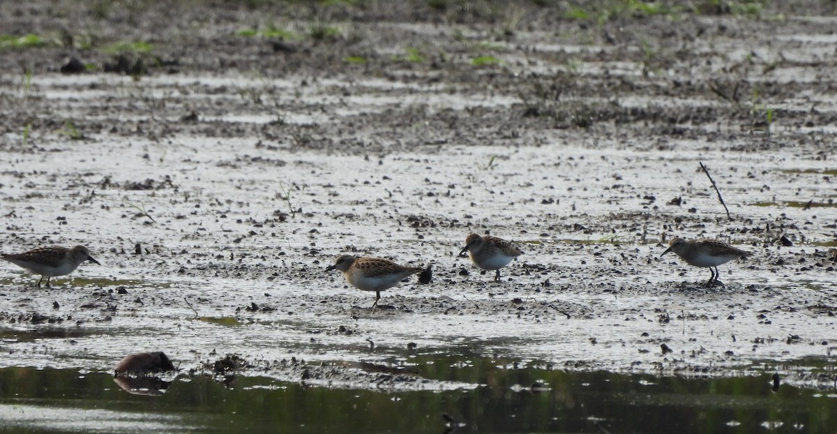 Least Sandpiper - ML641394118