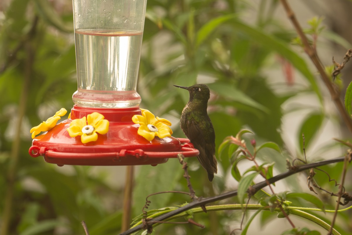 Tyrian Metaltail (smaragdinicollis) - ML641394131