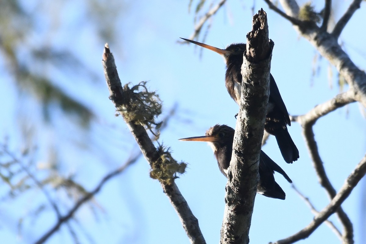 Brown Jacamar - ML641394133