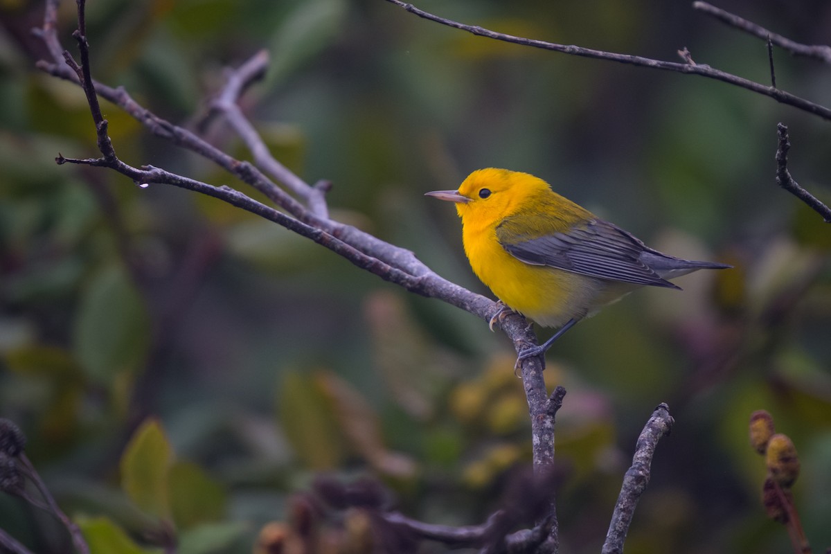 lesňáček zlatý - ML641394134