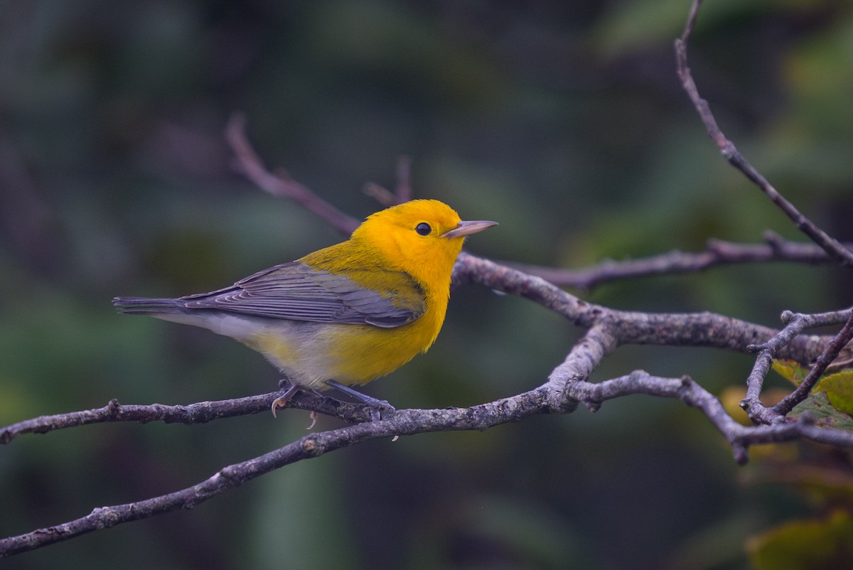 lesňáček zlatý - ML641394135