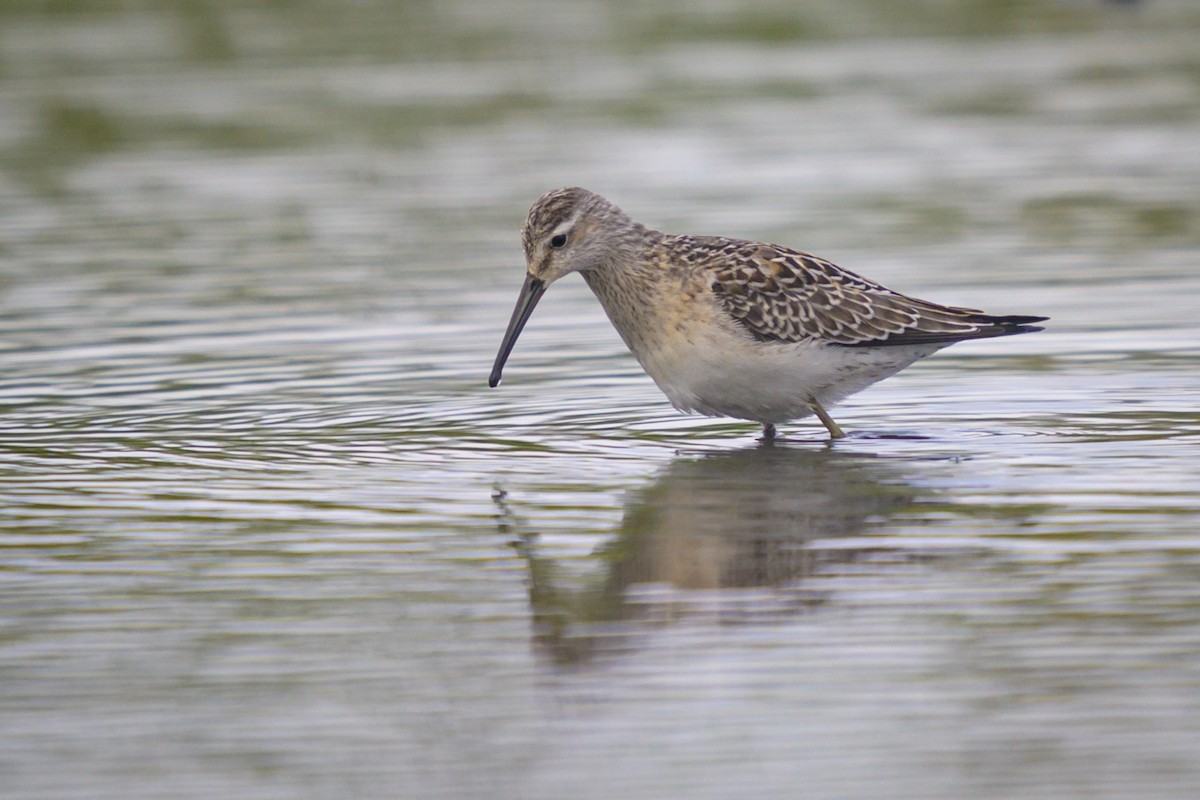 jespák dlouhonohý - ML641394159