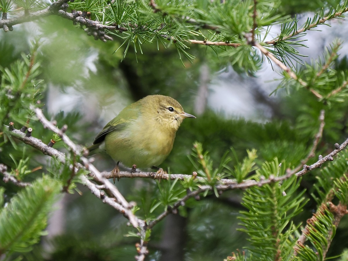 Tennessee Warbler - ML641394173