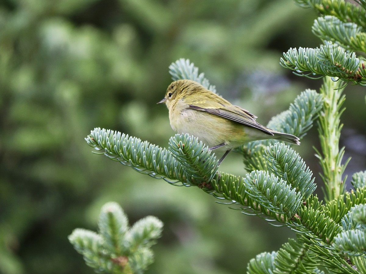 Tennessee Warbler - ML641394175