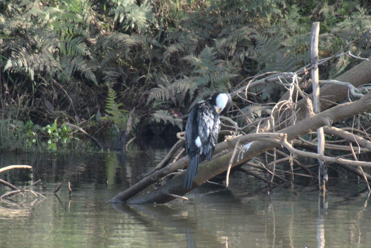 Little Pied Cormorant - ML641394196