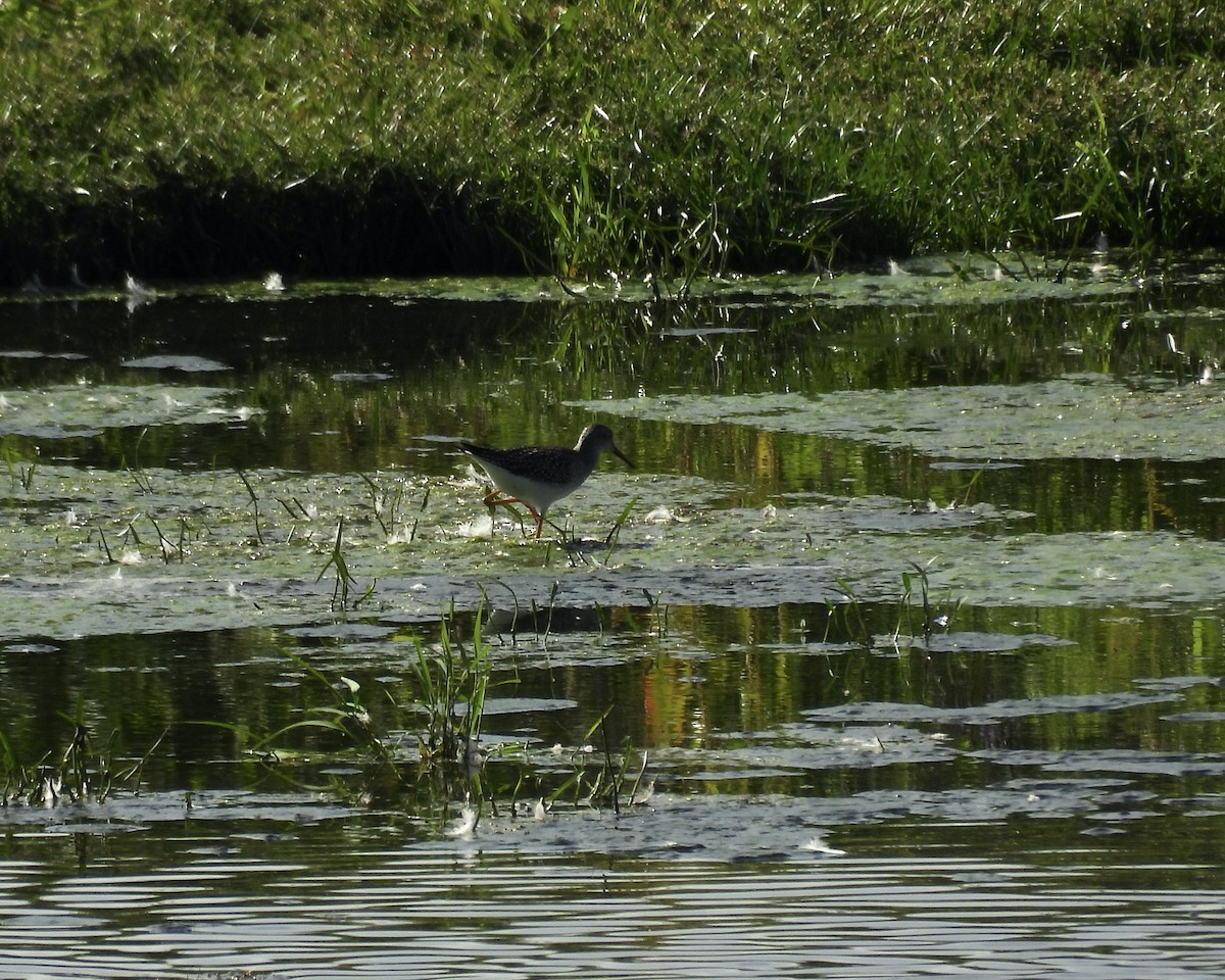Lesser Yellowlegs - ML641394206