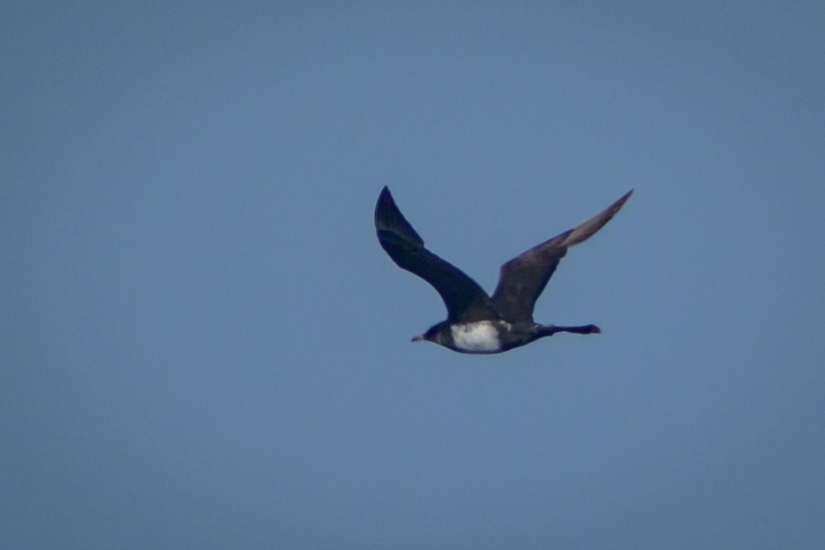 chaluha pomořská - ML641394209