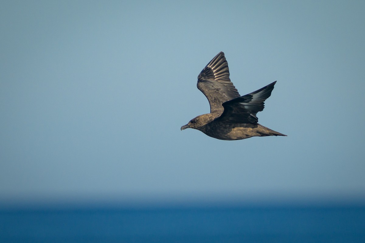 chaluha antarktická - ML641394215