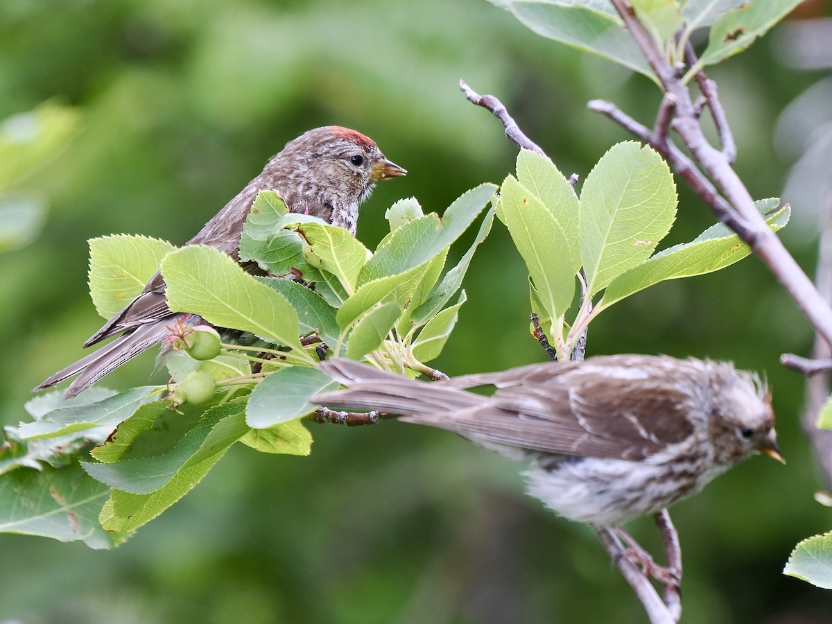 Redpoll (Common) - ML641394232