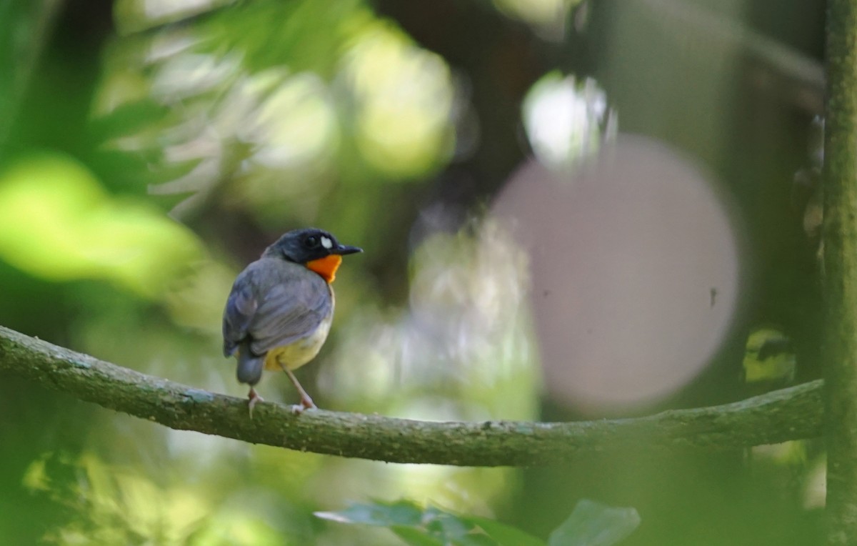 Yellow-breasted Forest Robin - ML641394240