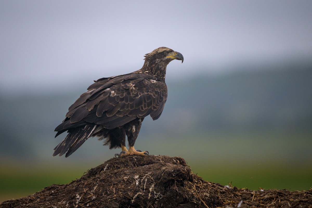 orel bělohlavý - ML641394266