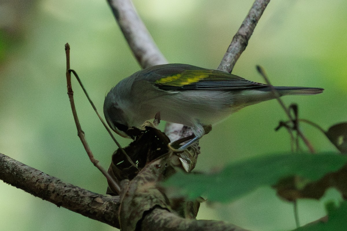 lesňáček zlatokřídlý - ML641394275