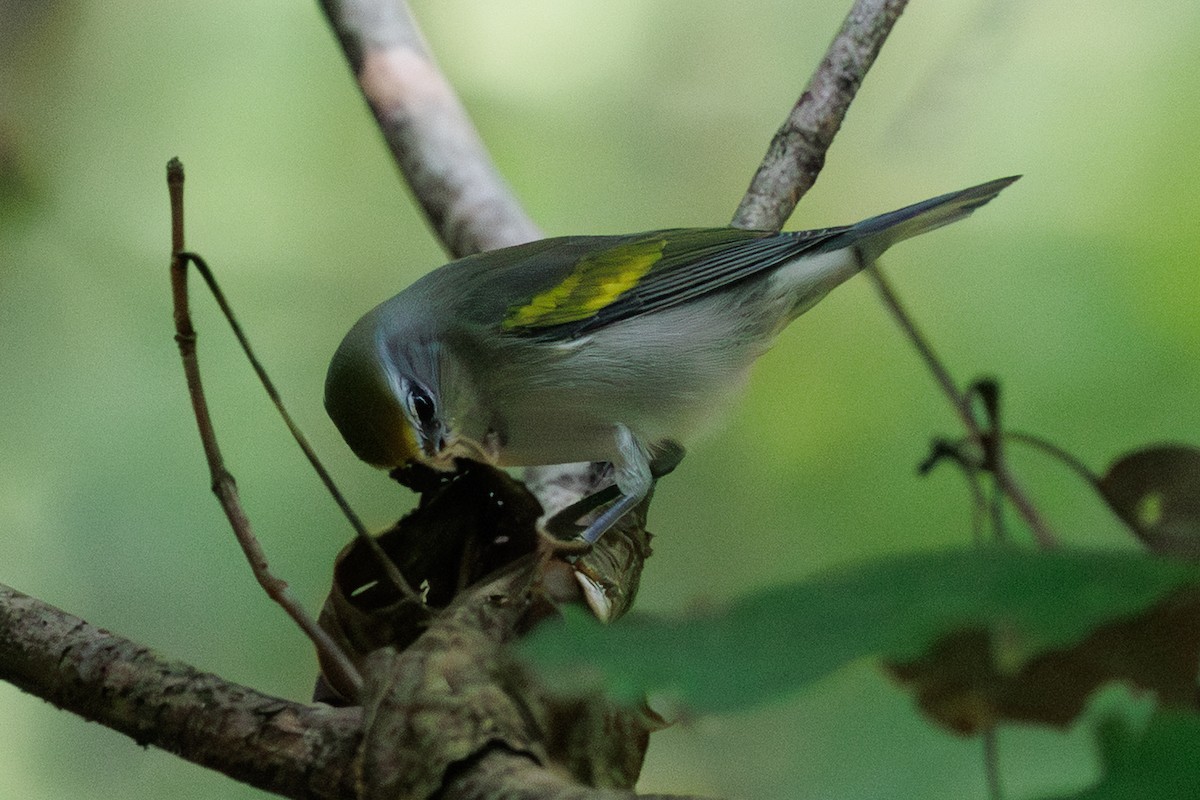 lesňáček zlatokřídlý - ML641394277