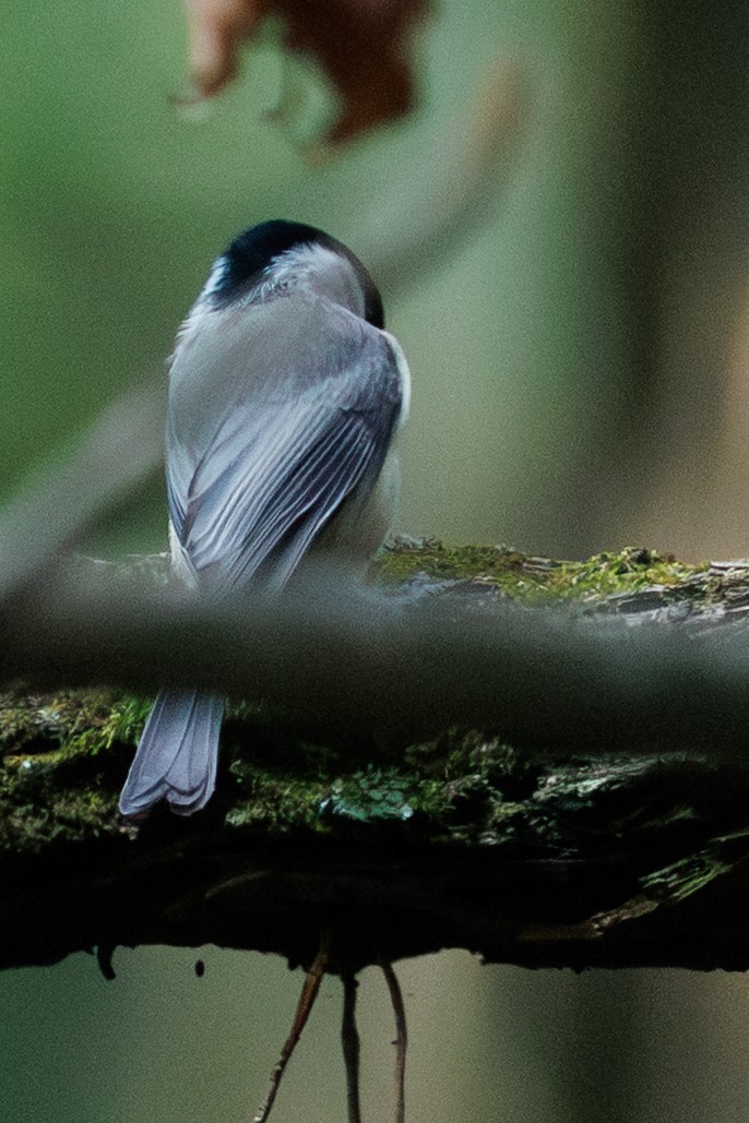 sýkora karolínská - ML641394283