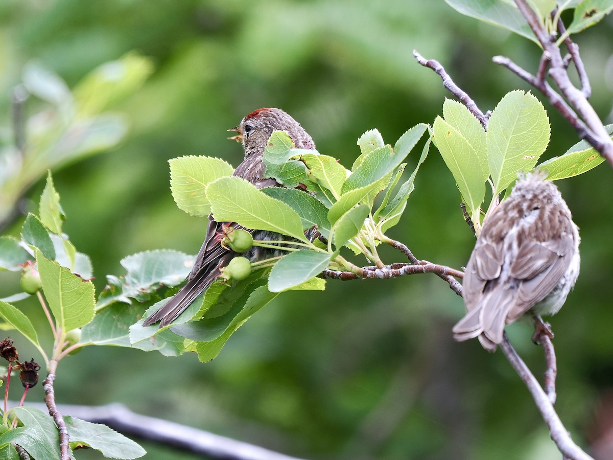 Redpoll (Common) - ML641394284
